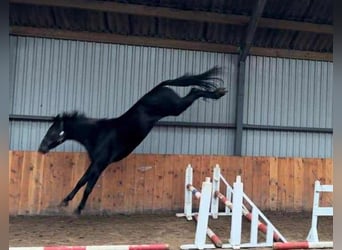 KWPN, Étalon, 3 Ans, 170 cm, Gris noir