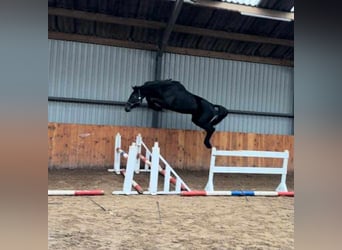 KWPN, Étalon, 3 Ans, 170 cm, Gris noir