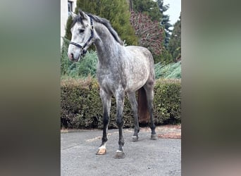 KWPN, Étalon, 3 Ans, 170 cm, Gris pommelé