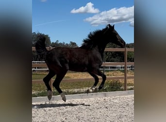 KWPN, Étalon, 3 Ans, 170 cm, Noir