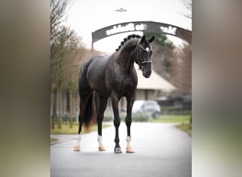 KWPN, Étalon, 3 Ans, 170 cm, Noir