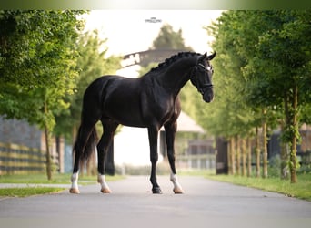 KWPN, Étalon, 3 Ans, 170 cm, Noir