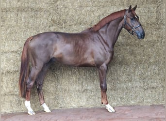 KWPN, Étalon, 3 Ans, 171 cm, Alezan brûlé