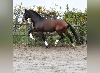 KWPN, Étalon, 3 Ans, 171 cm, Bai brun