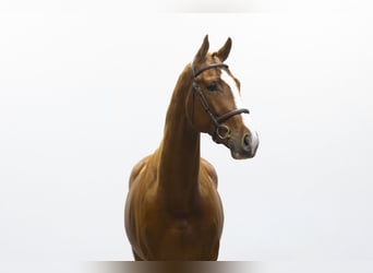 KWPN, Étalon, 3 Ans, 172 cm, Alezan