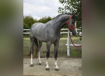 KWPN, Étalon, 3 Ans, 172 cm