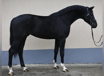 KWPN, Étalon, 3 Ans, 173 cm, Noir