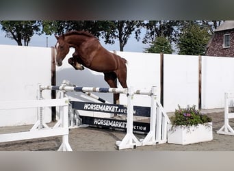 KWPN, Étalon, 3 Ans, 175 cm, Alezan brûlé