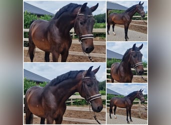 KWPN, Étalon, 3 Ans, Bai brun