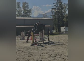 KWPN, Étalon, 3 Ans, Bai