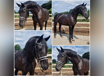 KWPN, Étalon, 3 Ans, Noir