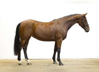 KWPN, Étalon, 4 Ans, 163 cm, Bai