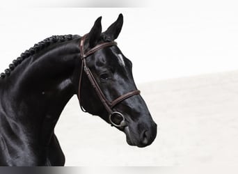 KWPN, Étalon, 4 Ans, 166 cm