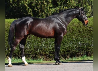 KWPN, Étalon, 4 Ans, 167 cm, Bai brun