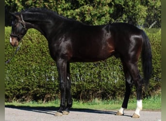 KWPN, Étalon, 4 Ans, 167 cm, Bai brun