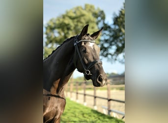 KWPN, Étalon, 4 Ans, 167 cm, Noir