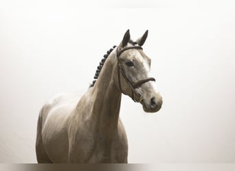 KWPN, Étalon, 4 Ans, 168 cm, Gris