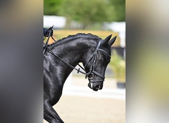 KWPN, Étalon, 4 Ans, 168 cm, Noir