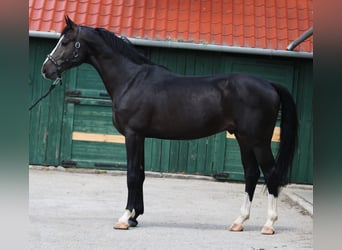 KWPN, Étalon, 4 Ans, 169 cm, Bai brun