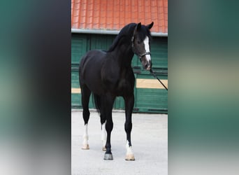 KWPN, Étalon, 4 Ans, 169 cm, Bai brun