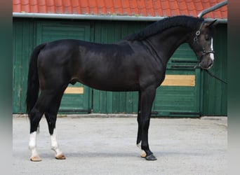 KWPN, Étalon, 4 Ans, 169 cm, Bai brun