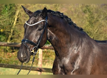 KWPN, Étalon, 4 Ans, 170 cm, Noir