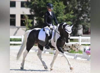 KWPN, Étalon, 4 Ans, 170 cm, Pinto