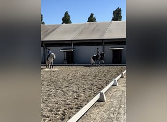 KWPN, Étalon, 4 Ans, 170 cm, Pinto