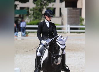 KWPN, Étalon, 4 Ans, 170 cm, Pinto