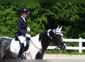 KWPN, Étalon, 4 Ans, 170 cm, Pinto