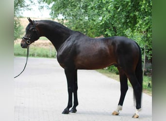 KWPN, Étalon, 4 Ans, 172 cm, Bai brun