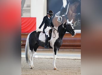 KWPN, Étalon, 4 Ans, 172 cm, Pinto