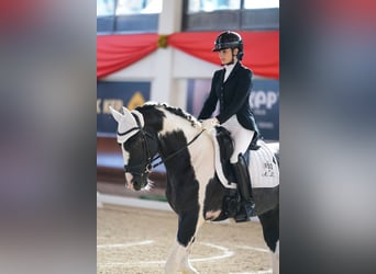 KWPN, Étalon, 4 Ans, 172 cm, Pinto