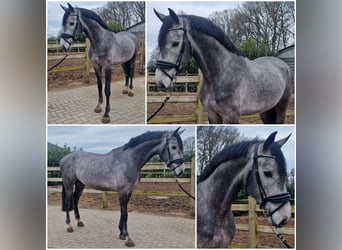 KWPN, Étalon, 4 Ans, Gris