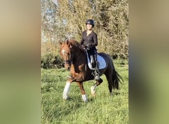 KWPN, Étalon, 5 Ans, 160 cm