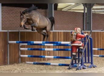 KWPN, Étalon, 5 Ans, 164 cm, Bai