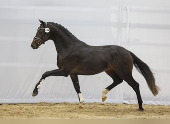 KWPN, Étalon, 5 Ans, 167 cm, Bai brun foncé