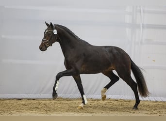 KWPN, Étalon, 5 Ans, 167 cm, Bai brun foncé