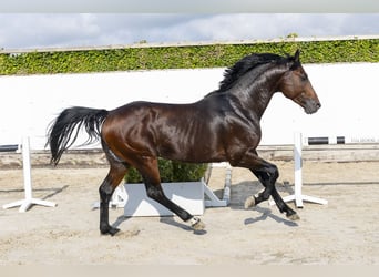 KWPN, Étalon, 5 Ans, 168 cm, Bai brun