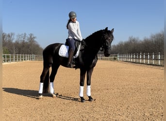 KWPN, Étalon, 5 Ans, 175 cm, Noir