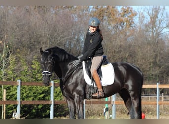 KWPN, Étalon, 5 Ans, 175 cm, Noir