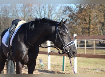 KWPN, Étalon, 5 Ans, 175 cm, Noir