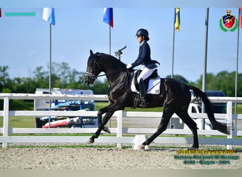 KWPN, Étalon, 5 Ans, 175 cm, Noir