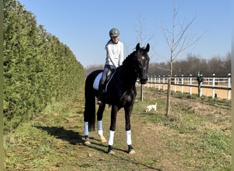 KWPN, Étalon, 5 Ans, 175 cm, Noir
