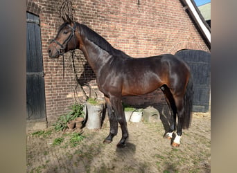 KWPN, Étalon, 5 Ans, 178 cm, Bai brun