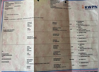 KWPN, Étalon, 5 Ans, Bai