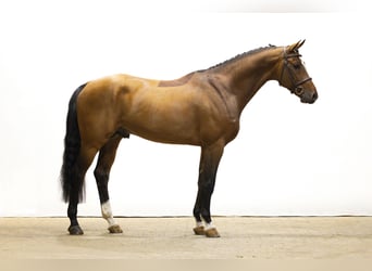 KWPN, Étalon, 6 Ans, 166 cm, Bai