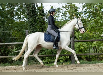 KWPN, Étalon, 6 Ans, 167 cm, Cremello