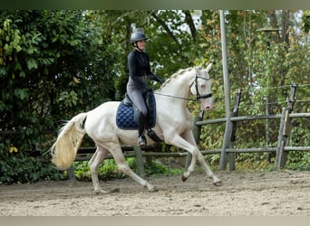 KWPN, Étalon, 6 Ans, 167 cm, Cremello