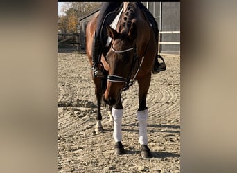 KWPN, Étalon, 9 Ans, 164 cm